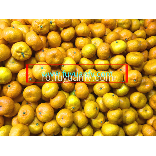 Hot Selling în Bangladesh Market Baby Mandarin